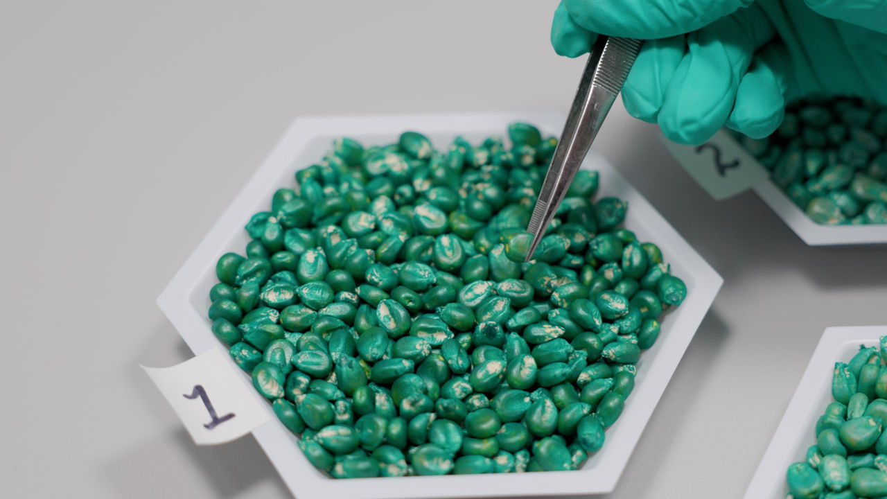 Treated corn seeds
